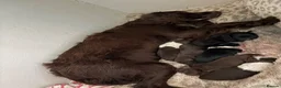 Mixed Breed dogs for sale: Collie Cockers  in Glasgow - Advert 7