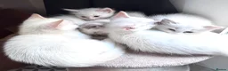 Ragdoll cats for sale: Ragdoll x Snow Bengal kittens 🐾 in Bude - Advert 5