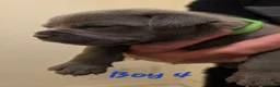 Staffordshire Bull Terrier dogs for sale: Stunning Blue Staffordshire Bull terrier puppy's  - Advert 9
