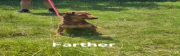 Mixed Breed dogs for sale: Welsh Terrier x Jack Russell Puppies Ready To Go in Wigan - Advert 10