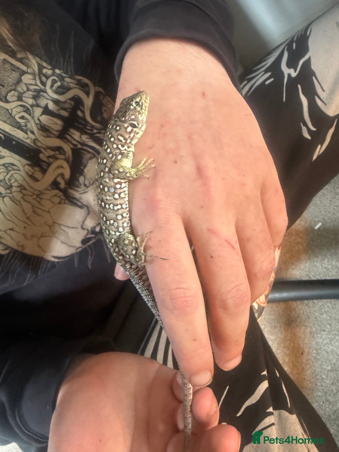 Lizard reptiles for sale: Free jewelled lacertas read description  - Image 8