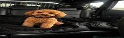 Poochon dogs for sale: Poochon Puppies  - Advert 9