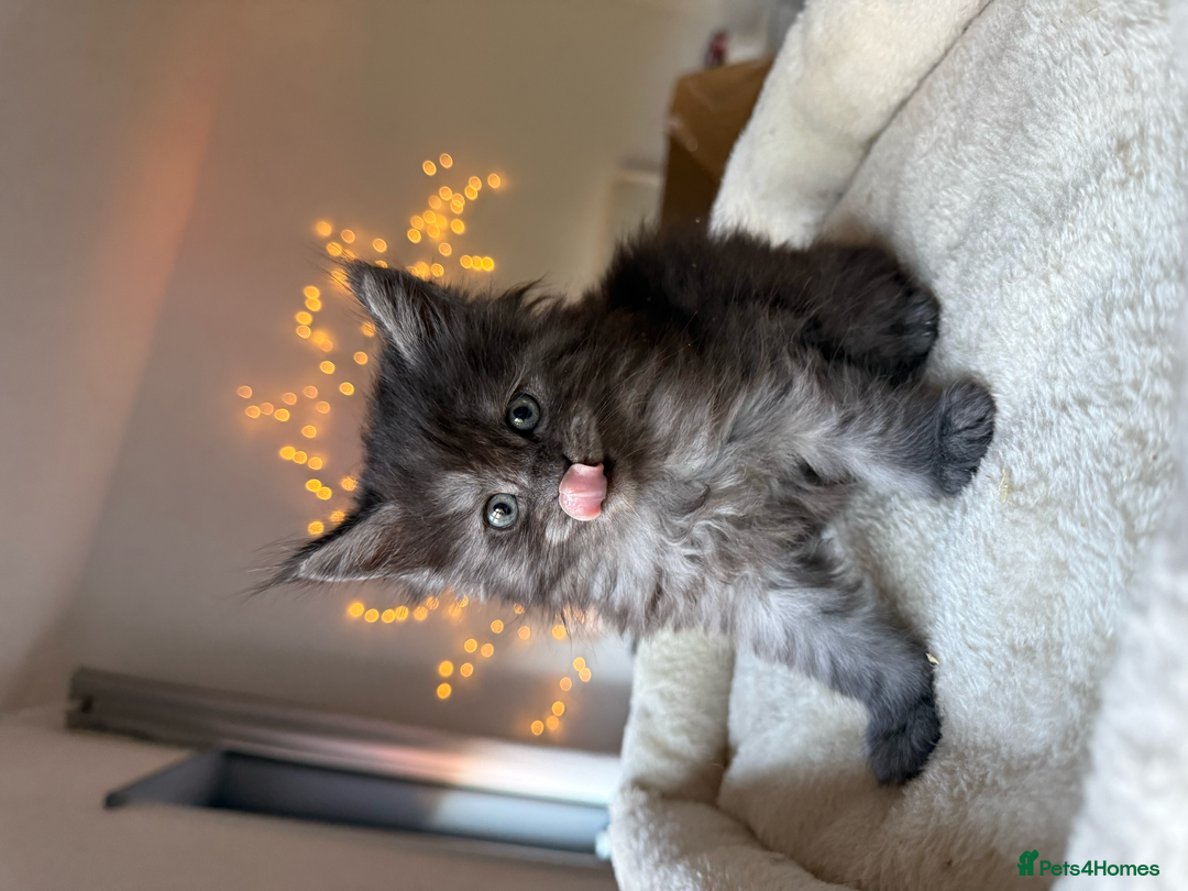 Maine Coon cats for sale: Beautiful Maine Coon Kittens – Ready mid January - Advert 25