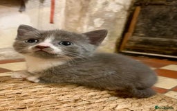 Ragdoll cats for sale: GORGEOUS Ragdoll X kittens - Image 7