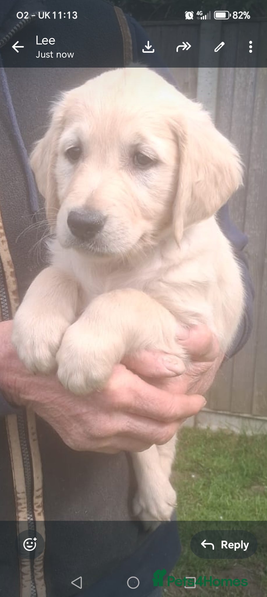Goldador dogs **1 Little Girl** Goldador Puppy For Sale  - Advert 1