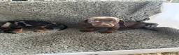 Dachshund dogs for sale: 2 gorgeous dappled and 1 brown Dachshund puppies  in Godalming - Advert 6