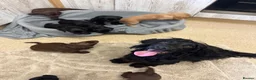 Cocker Spaniel dogs for sale: Fully Kc registered cocker spaniel puppies  - Advert 12