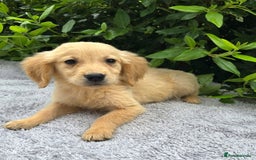 Golden Retriever dogs for sale: Golden Retriever puppies  - Image 4