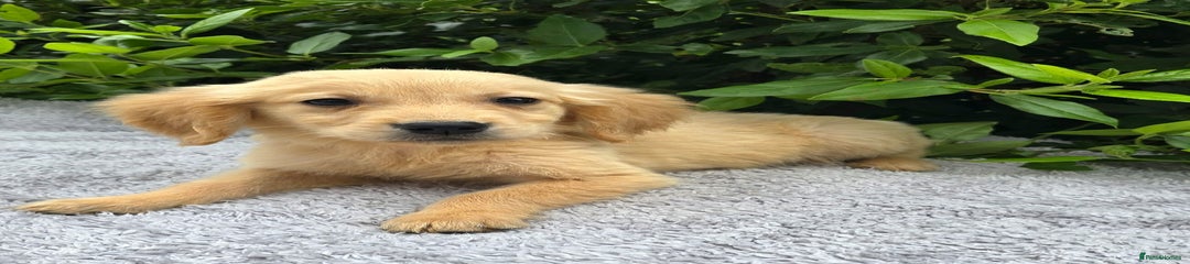 Golden Retriever Puppy 4