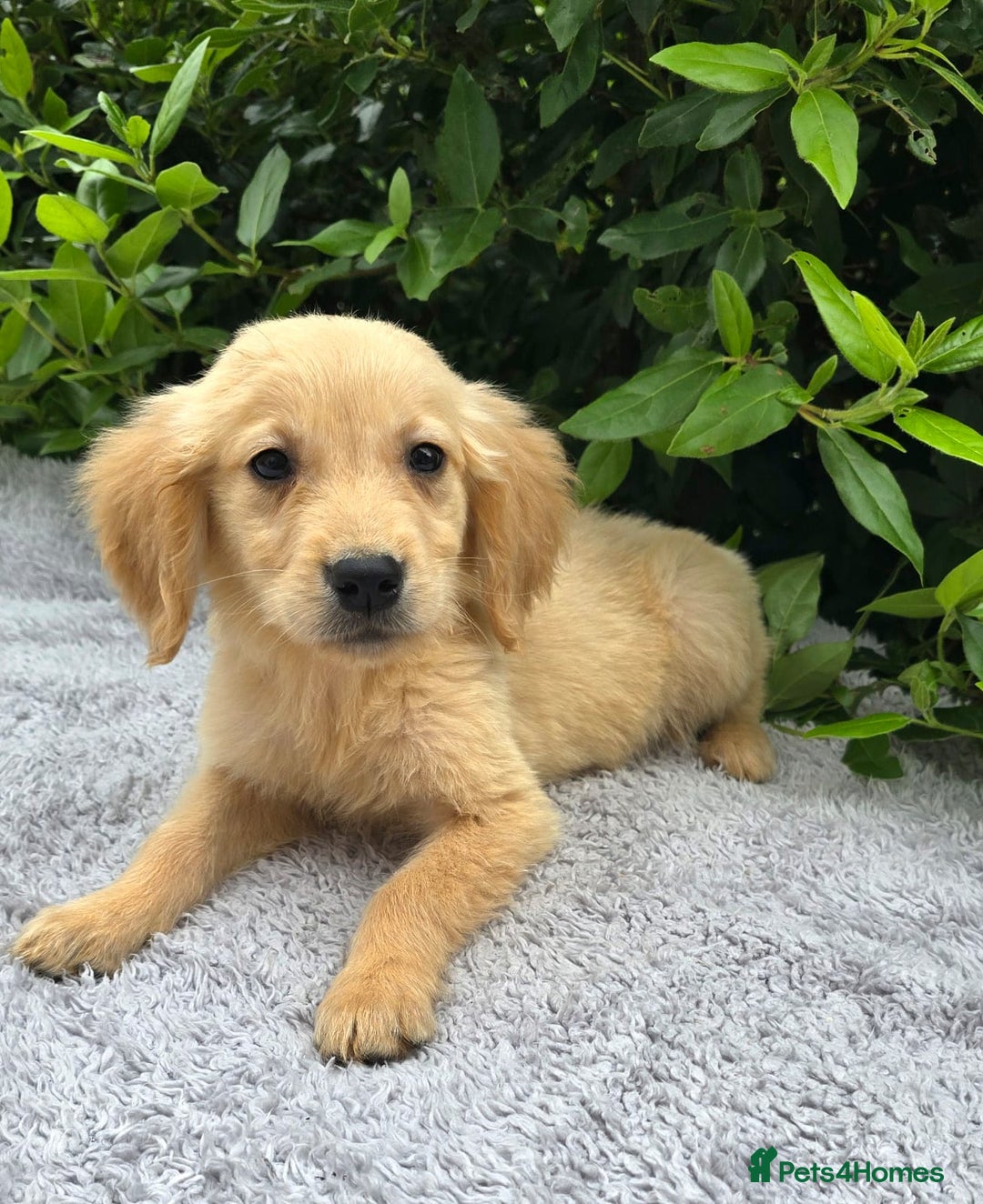 Golden Retriever dogs for sale: Golden Retriever puppies  - Image 4