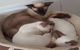 Siamese cats for sale: Two Chocolate Point Siamese Male Kittens - Image 6