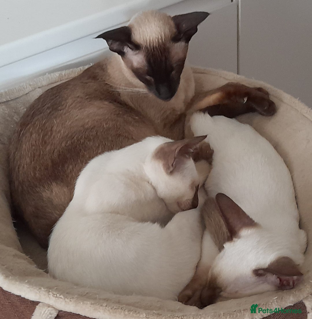 Siamese cats for sale: Two Chocolate Point Siamese Male Kittens - Image 6