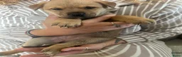 Mixed Breed dogs for sale: Akita Pups - Advert 11