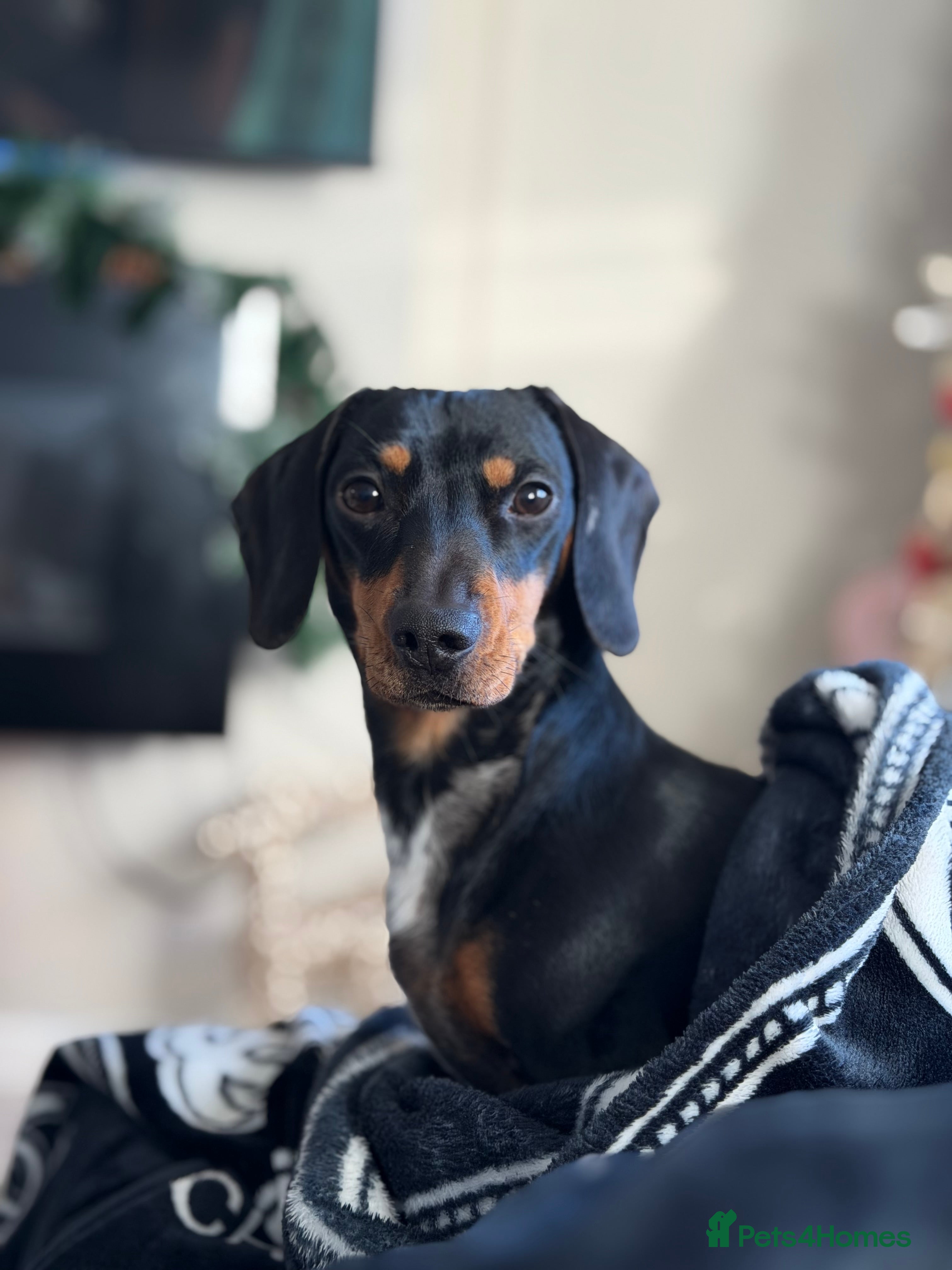 Dachshund dogs 2 year ago male dachshund 🐶 please read add - Advert 2