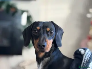 Dachshund dogs 2 year ago male dachshund 🐶 please read add - Advert 3
