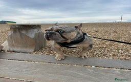 French Bulldog dogs for stud: Mixed Merle French Bulldog Stud - Image 7