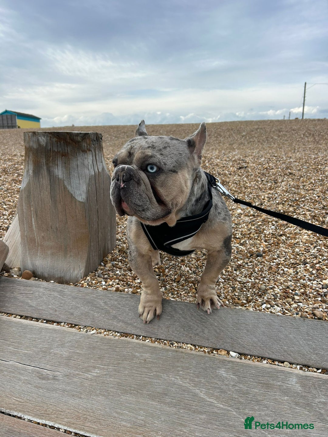 French Bulldog dogs for stud: Mixed Merle French Bulldog Stud - Image 7