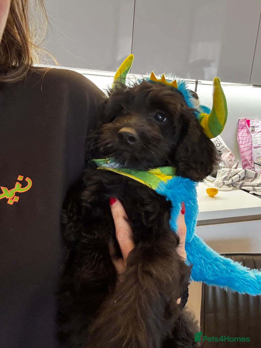 Mixed Breed dogs for sale: Beautiful Tiboodles Boy & Girl for sale  - Advert 2