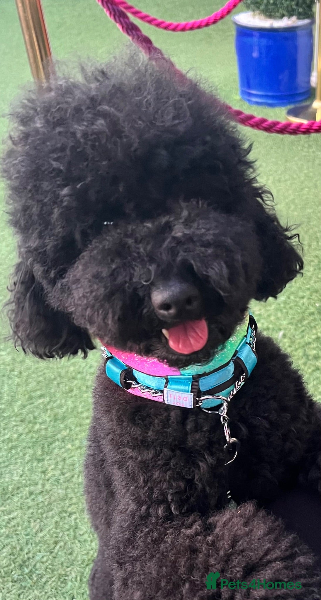 Cavapoo dogs Cavapoos From Extensively Health Tested Parents - Advert 1