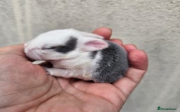 Mini Lop rabbits for sale: Purebred Minilops Available To Reserve - Image 10