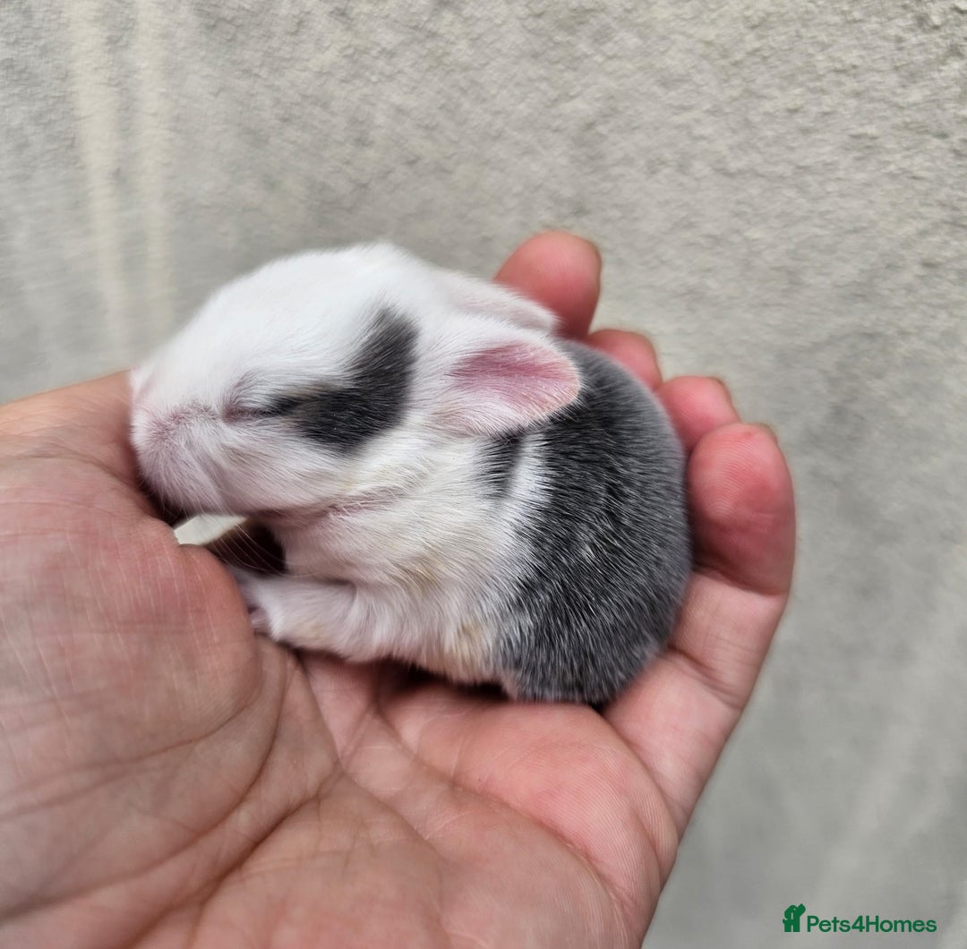 Mini Lop rabbits for sale: Purebred Minilops Available To Reserve - Image 10