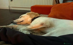 Mixed Breed dogs for adoption: Roo (Spaniel/Setter mix) - Image 22