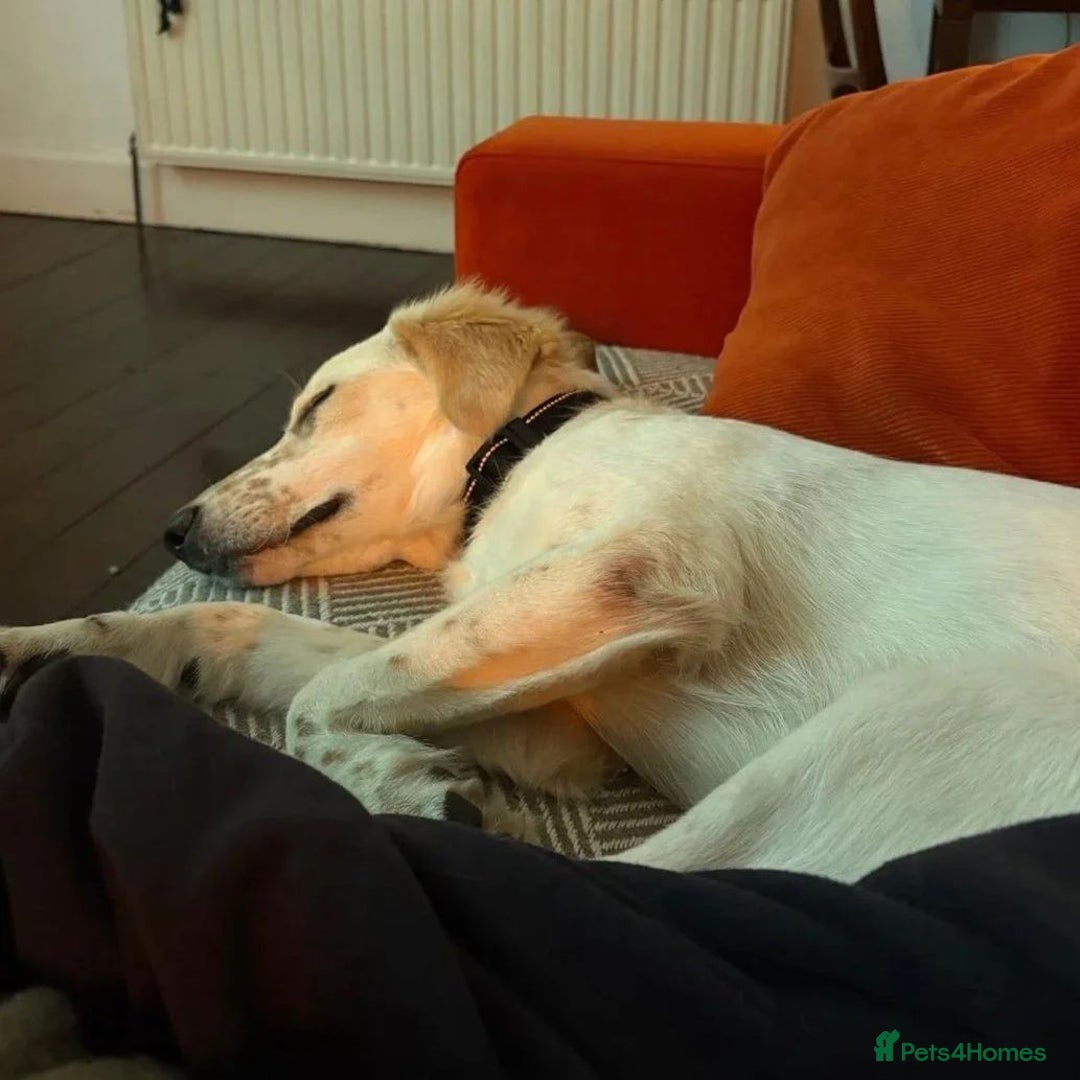 Mixed Breed dogs for adoption: Roo (Spaniel/Setter mix) - Image 22