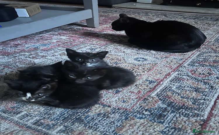 British Shorthair cats - Advert 2
