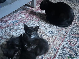 British Shorthair cats - Advert 4