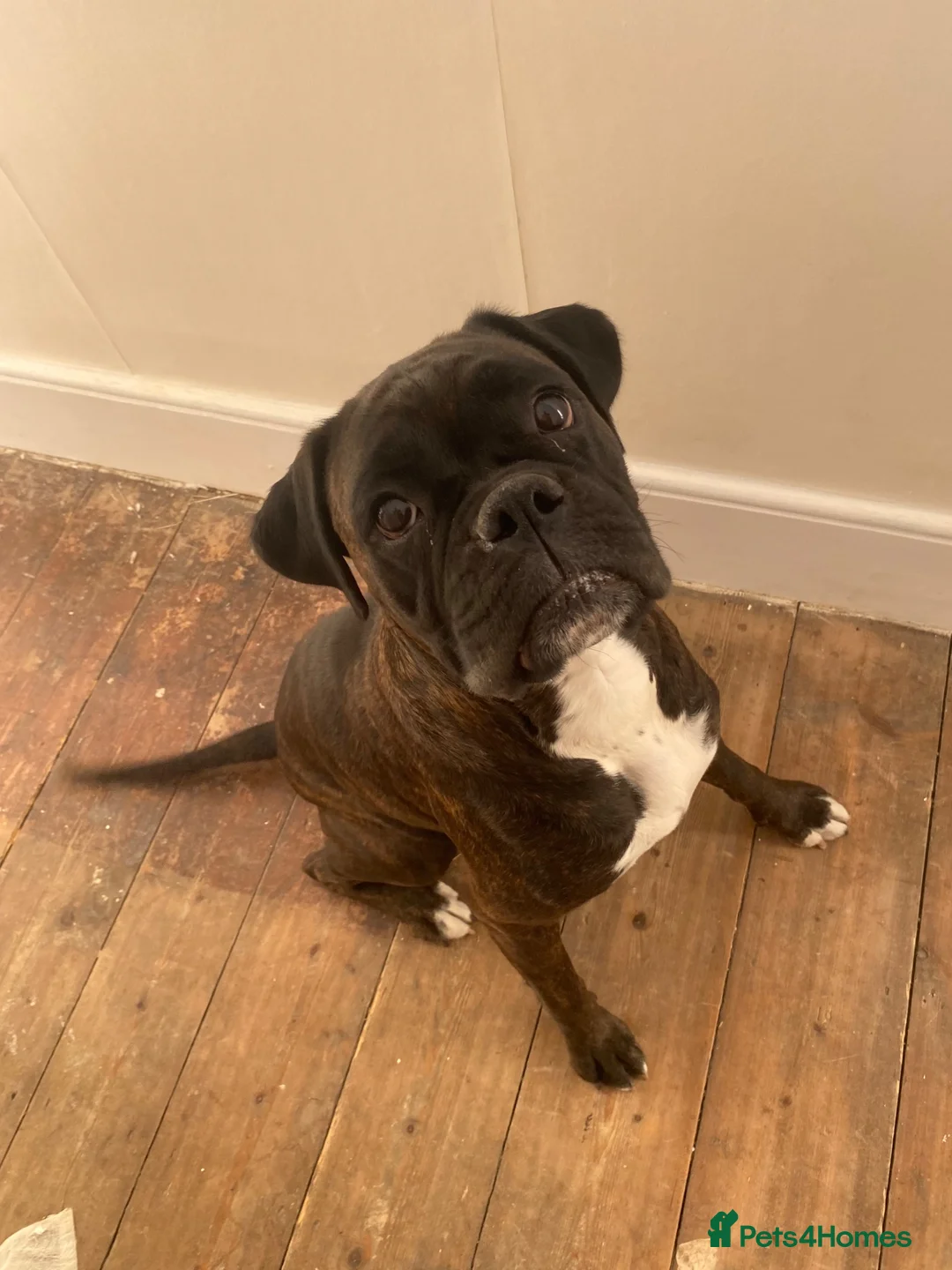 Boxer dogs for sale: Boxer KC puppies  - Advert 23