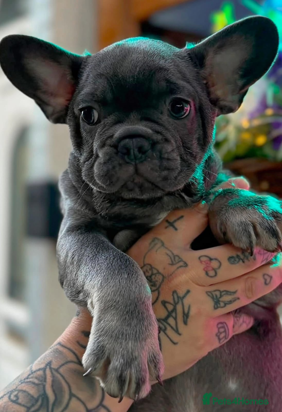 French Bulldog dogs French bulldog  - Advert 7