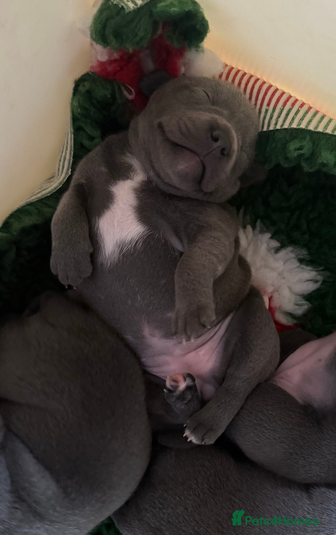 Staffordshire Bull Terrier dogs for sale: Health tested KC Staffordshire Bullterrier puppy’s - Image 10