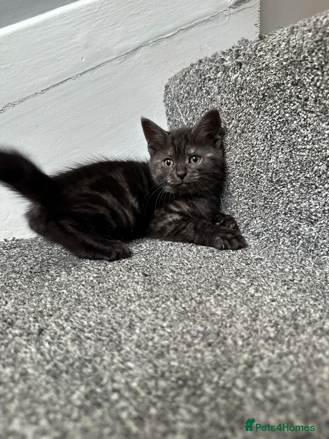 Mixed Breed cats for sale: ✨Meet Our Beautiful Bengal Mix Girls!✨ - Advert 5