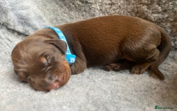 Dobermann dogs for sale: KC REGISTERED DOBERMAN PUPS - Image 16