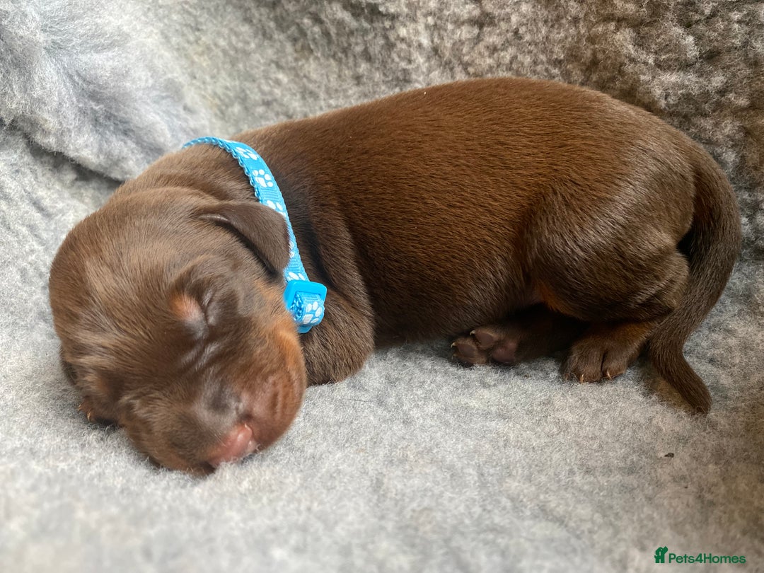 Dobermann dogs for sale: KC REGISTERED DOBERMAN PUPS - Image 16