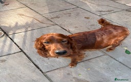 Irish Setter dogs for sale: Out standing litter of kc reg Irish setters - Image 29