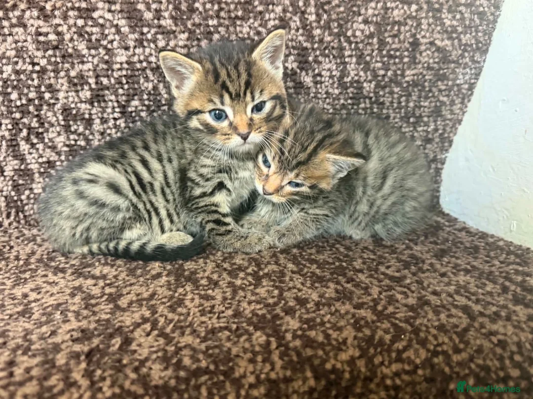 Mixed Breed cats for sale: Kittens for sale bradford - Advert 2
