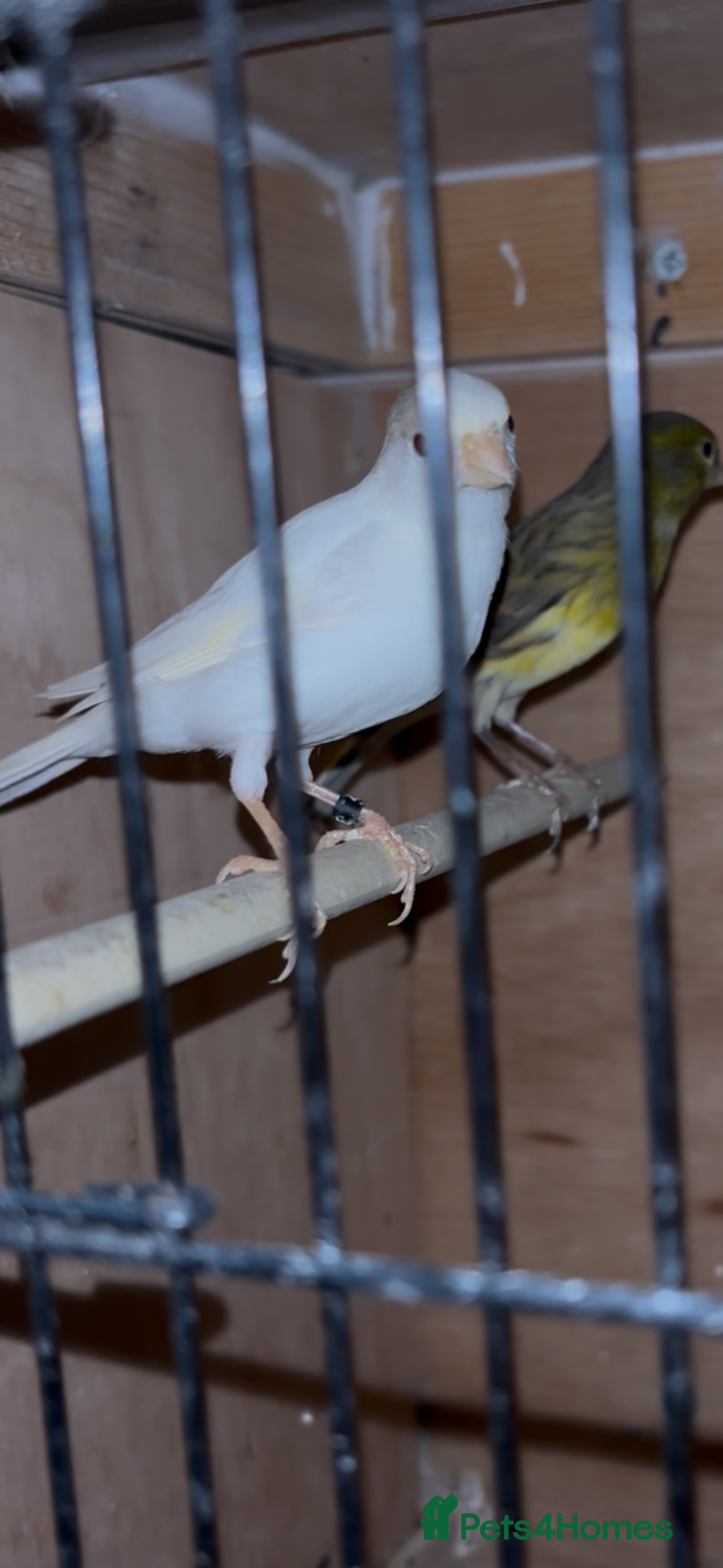 Canaries birds for sale: X11 Irish x4 red mosaic all 2025 and closed rung - Advert 6