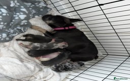 French Bulldog dogs for sale: Chunky frenchie puppies  - Image 1