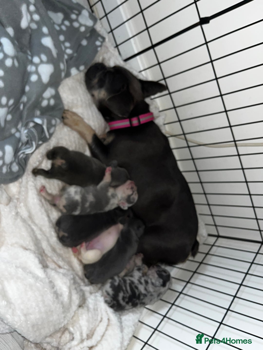 French Bulldog dogs for sale: Chunky frenchie puppies  - Image 1