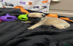 Pug dogs for sale: Pretty Female Pug Puppies x2 HEALTHY & HAPPY  - Image 10