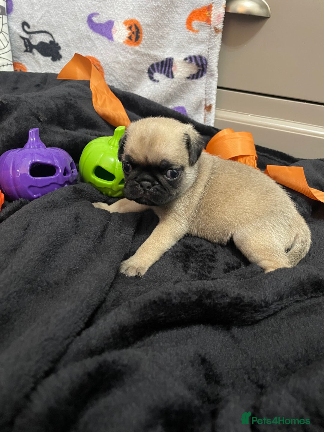 Pug dogs for sale: Pretty Female Pug Puppies x2 HEALTHY & HAPPY  - Image 10