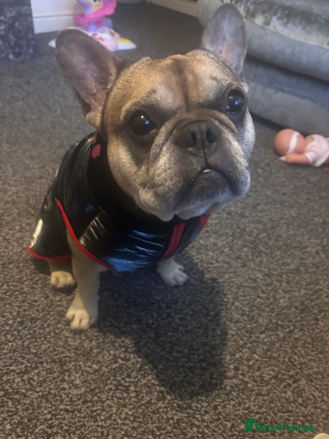 French Bulldog dogs for sale: Gigi  - Advert 1