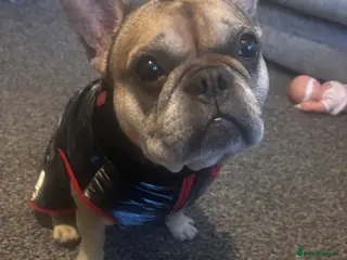 French Bulldog dogs Gigi - Advert 5