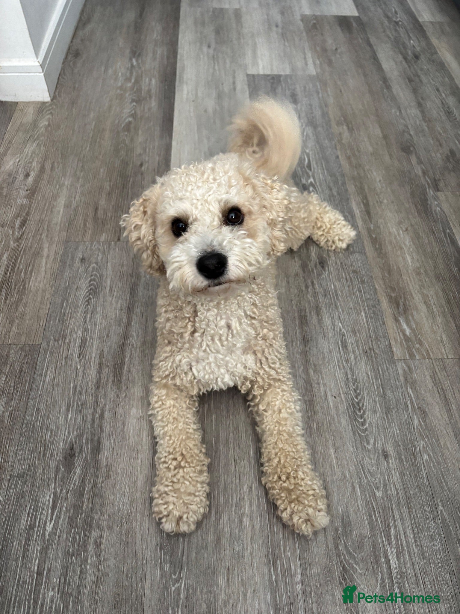 Poochon dogs Gorgeous, content Poochon stud!!  - Advert 2