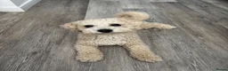 Poochon dogs for stud: Gorgeous, content Poochon stud!!  - Advert 1