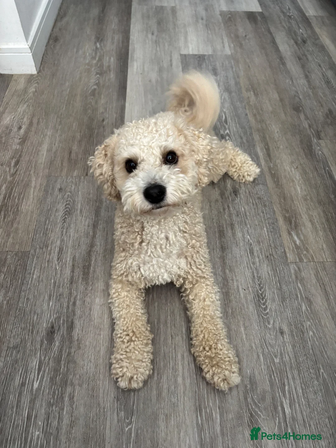 Poochon dogs for stud: Gorgeous, content Poochon stud!!  - Advert 1