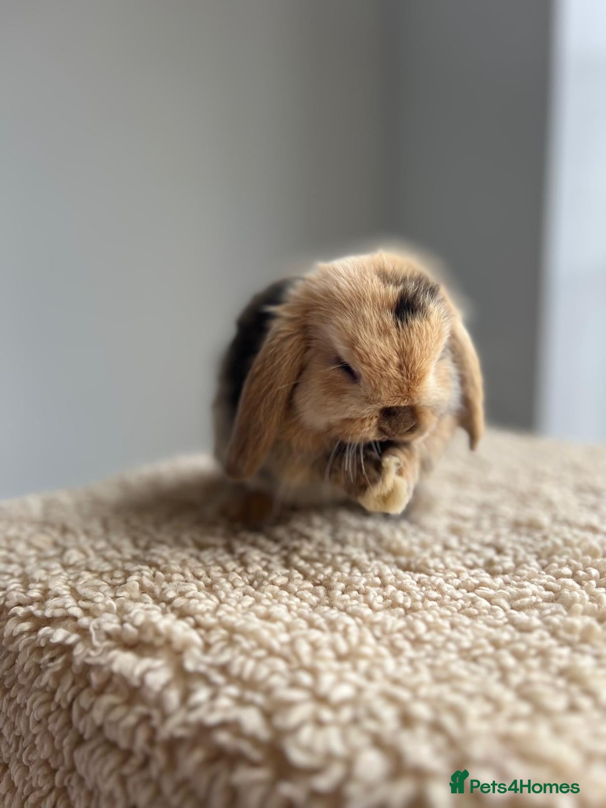 Mini Lop rabbits Pure bred mini lop male ready now  - Advert 2