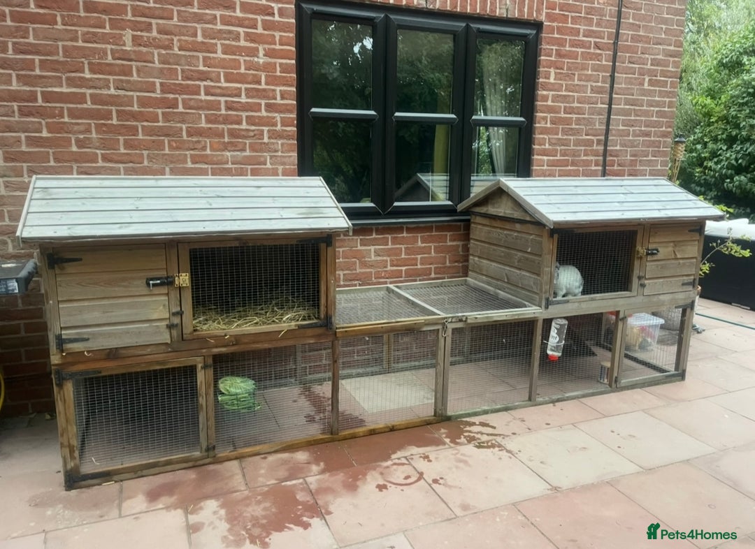 French Lop rabbits for sale: Rabbit and - Image 5