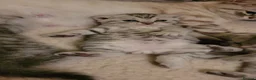 Scottish Fold cats for sale: Scottish fold/straight snow leopards  - Advert 14